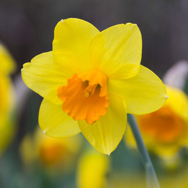 Narcissus red Devon Bulbs