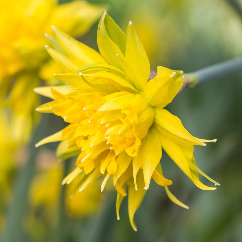Narcissus rip Van Winkle Bulbs