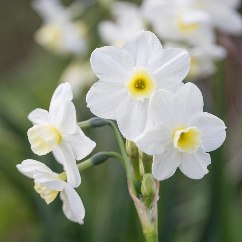 Narcissus silver Chimes Bulbs