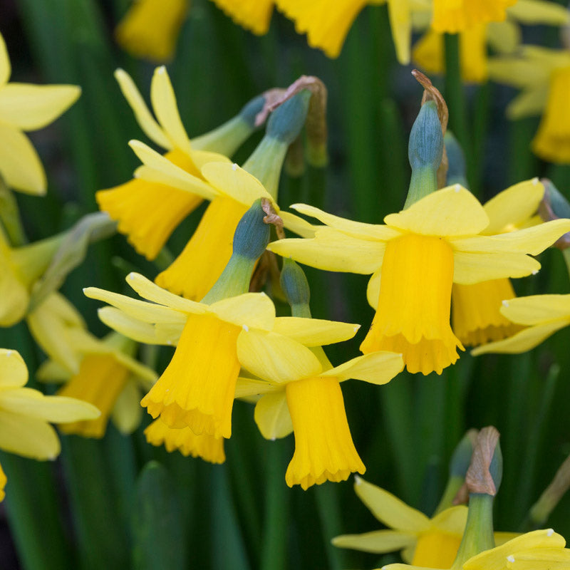 Narcissus tete-a-tete Bulbs