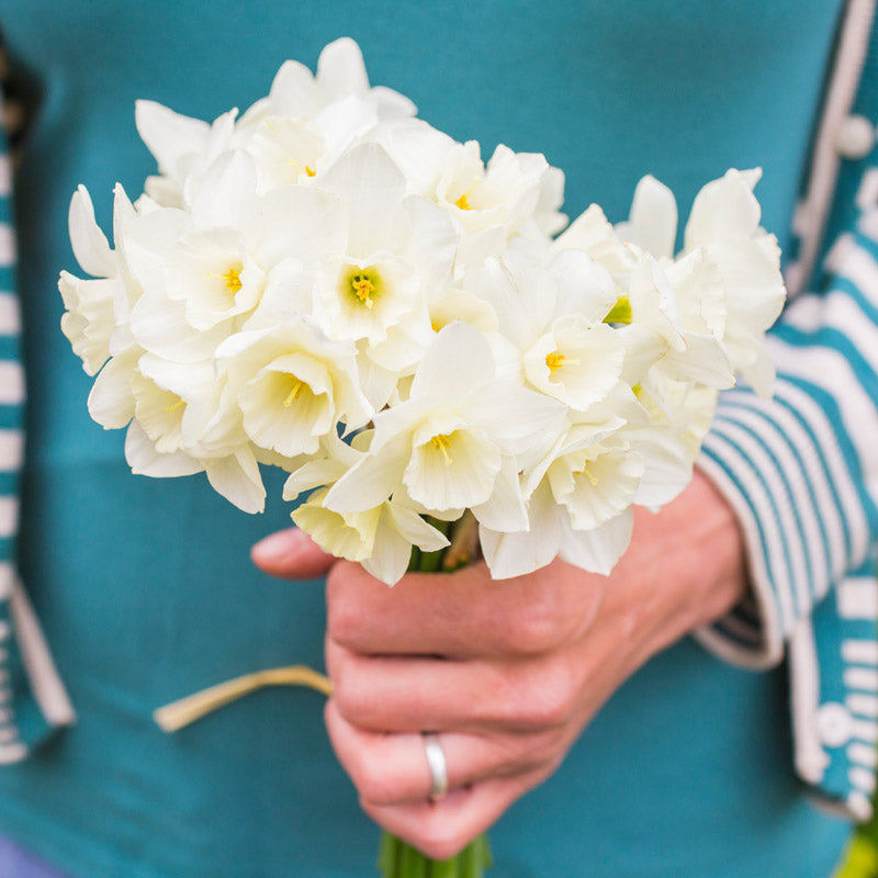 Narcissus thalia Bulbs
