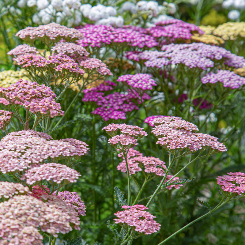 Achillea summer Pastels Seeds