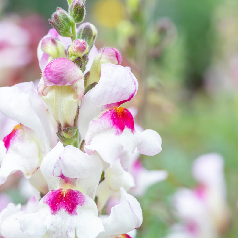 Antirrhinum lucky Lips Seeds