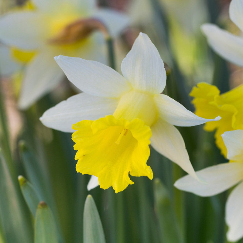 Narcissus topolino Bulbs
