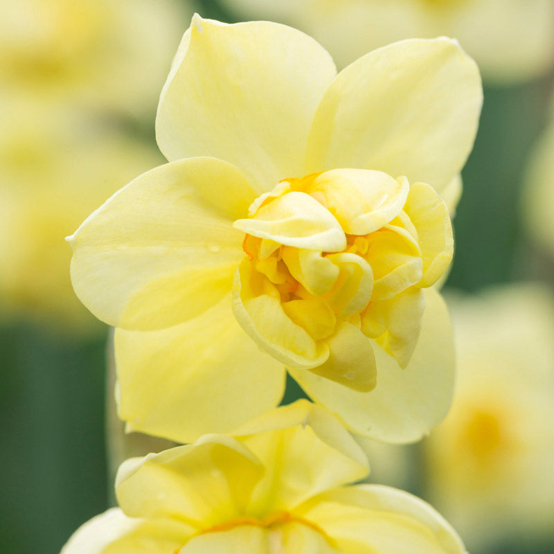 Narcissus yellow Cheerfulness Bulbs