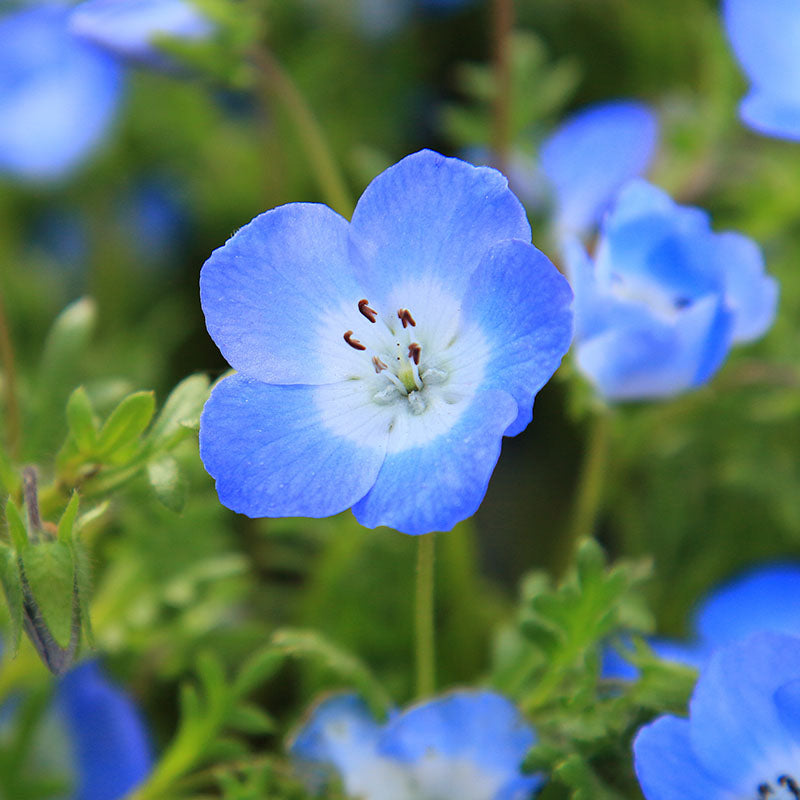 Nemophila Insignis - Seeds