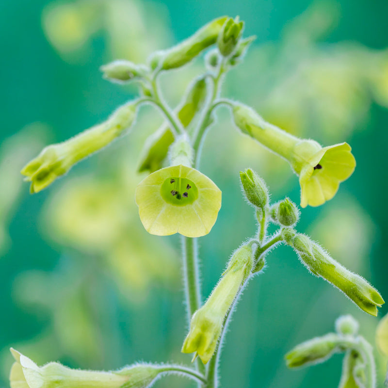 Nicotiana Langsdorfii - Seeds