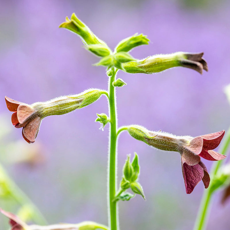 Nicotiana Langsdorfii bronze Queen Seeds
