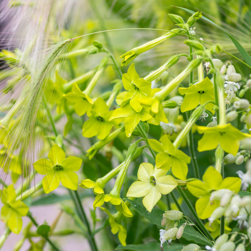 Nicotiana lime Green Seeds