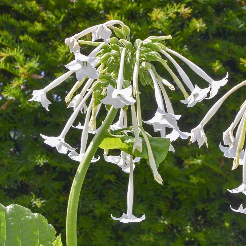 Nicotiana Sylvestris white Trumpets Seeds