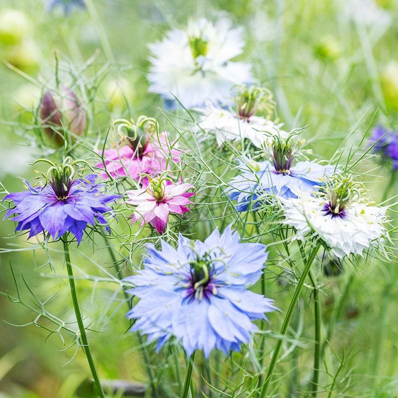 Nigelladamascena persian Jewels Seeds