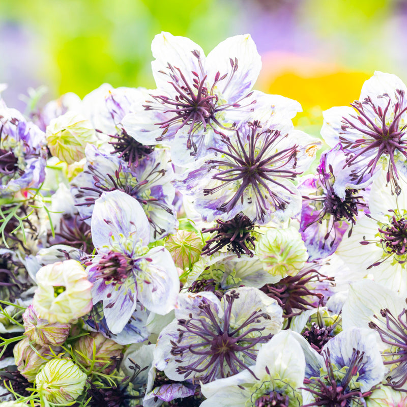 Nigellapapillosa delft Blue Seeds