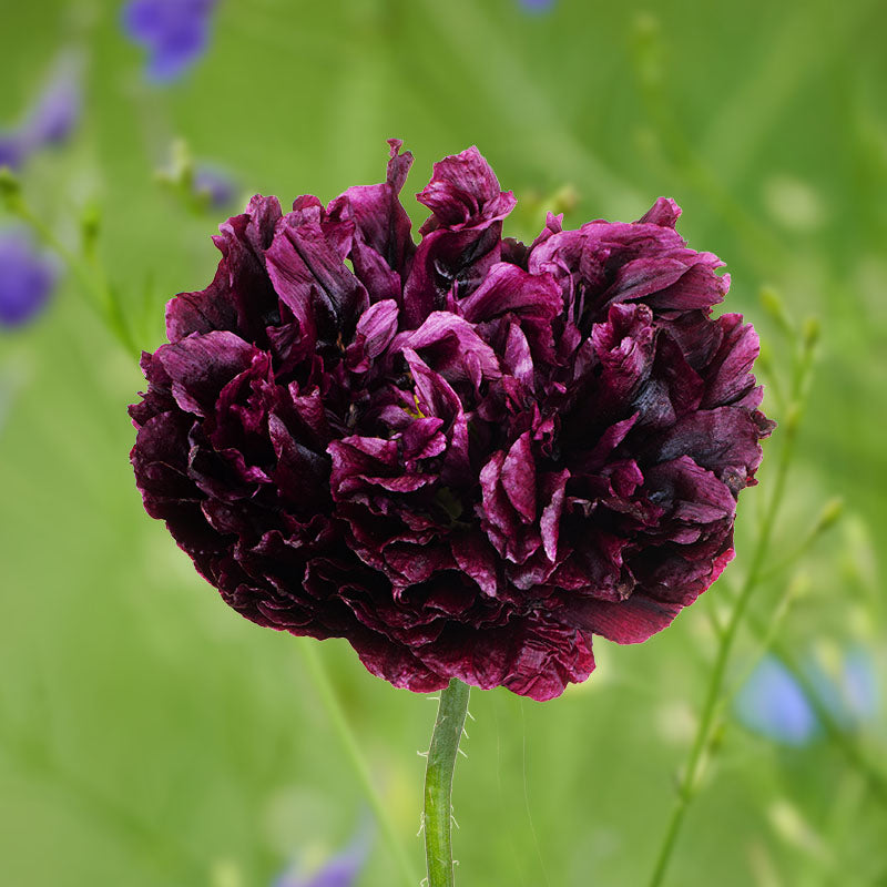 Papaver Paeoniflorum black Peony (poppy) Seeds