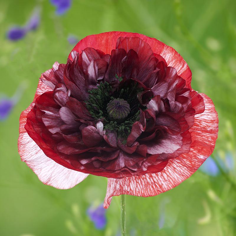Papaver Rhoeas pandora (poppy) Seeds