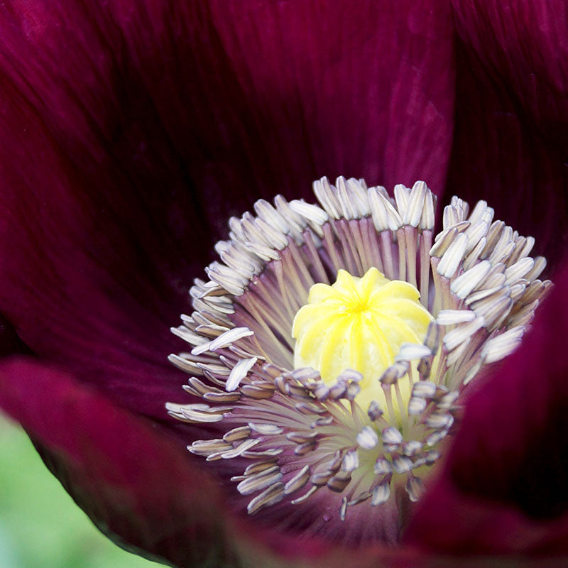 Papaver Somniferum laurens Grape (poppy) Seeds