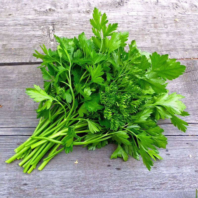 Parsley  Plain (french) Seeds