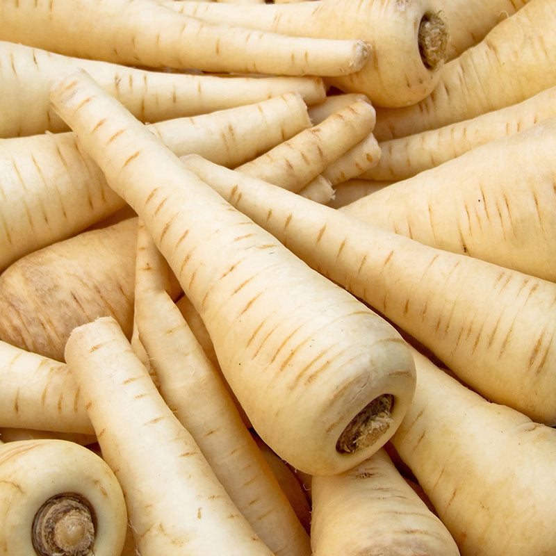 Parsnip gladiator F1 Seeds