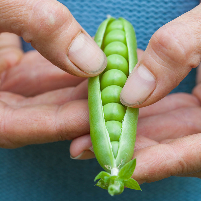 Pea lincoln Seeds