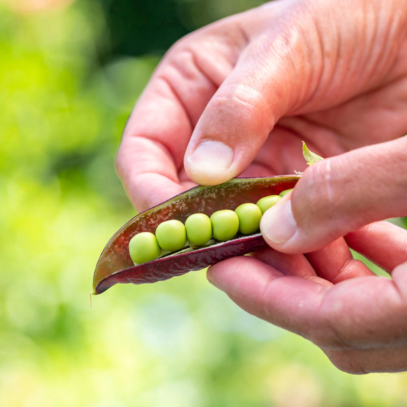 Pea purple Podded Seeds