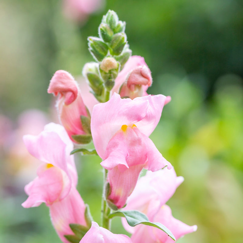 Antirrhinum the Rose Seeds