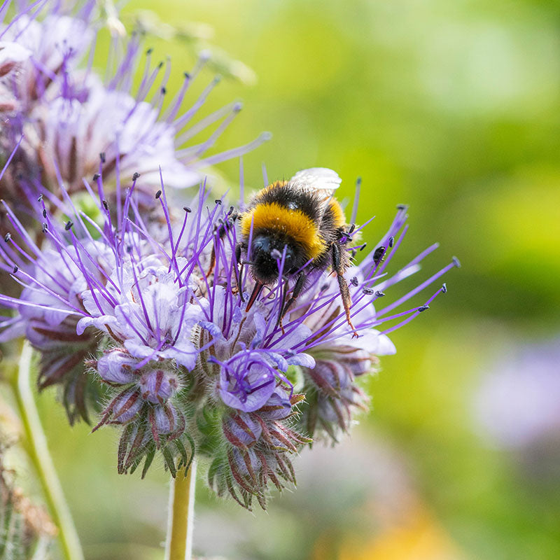 Phacelia Tanacetifolia - Seeds