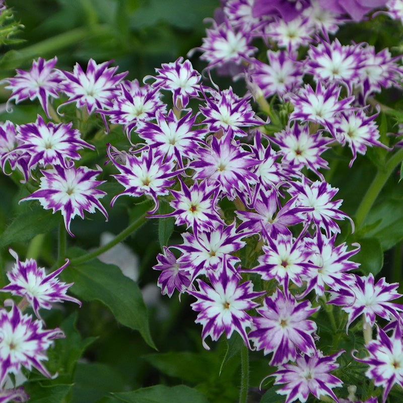 Phlox Drummondii twinkling Beauty Seeds