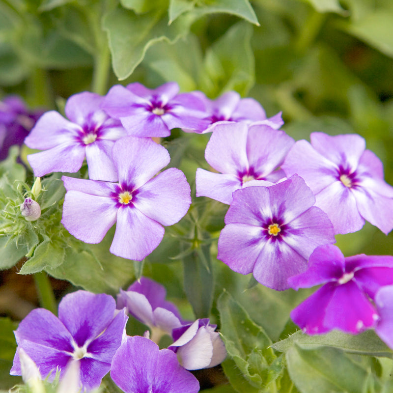 Phloxdrummondii moody Blues Seeds