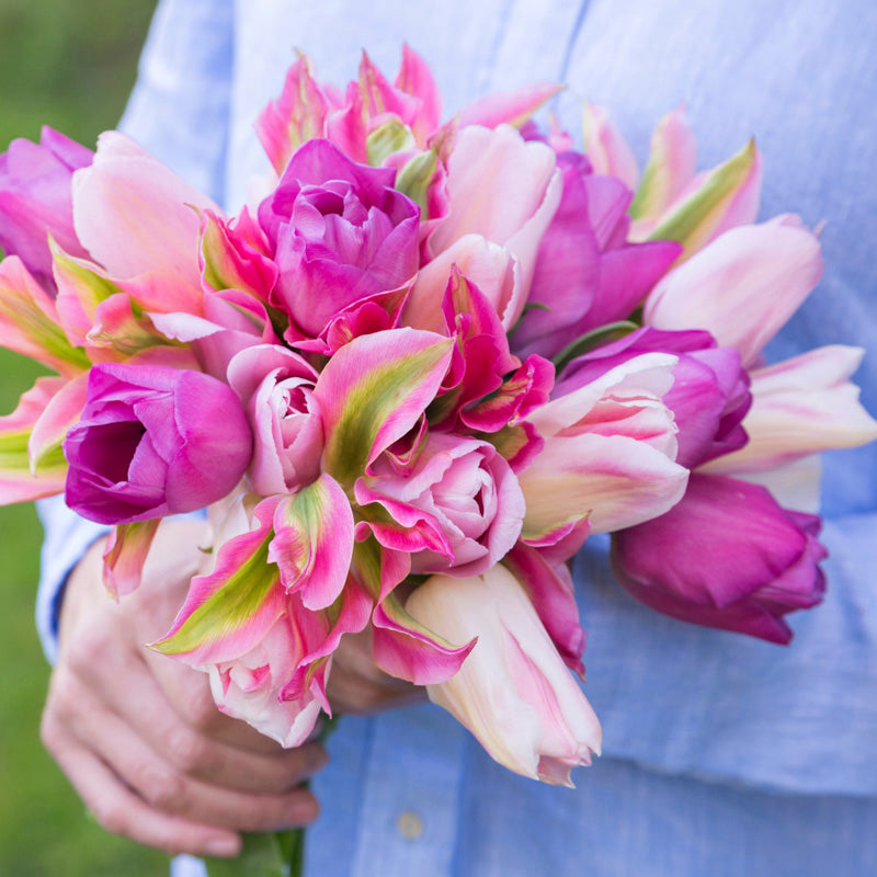 Pink Champagne Tulip Collection
