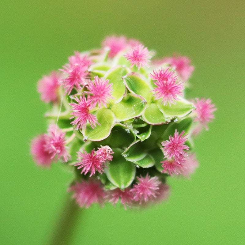 Poterium Sanguisorba - Salad Burnet Seeds