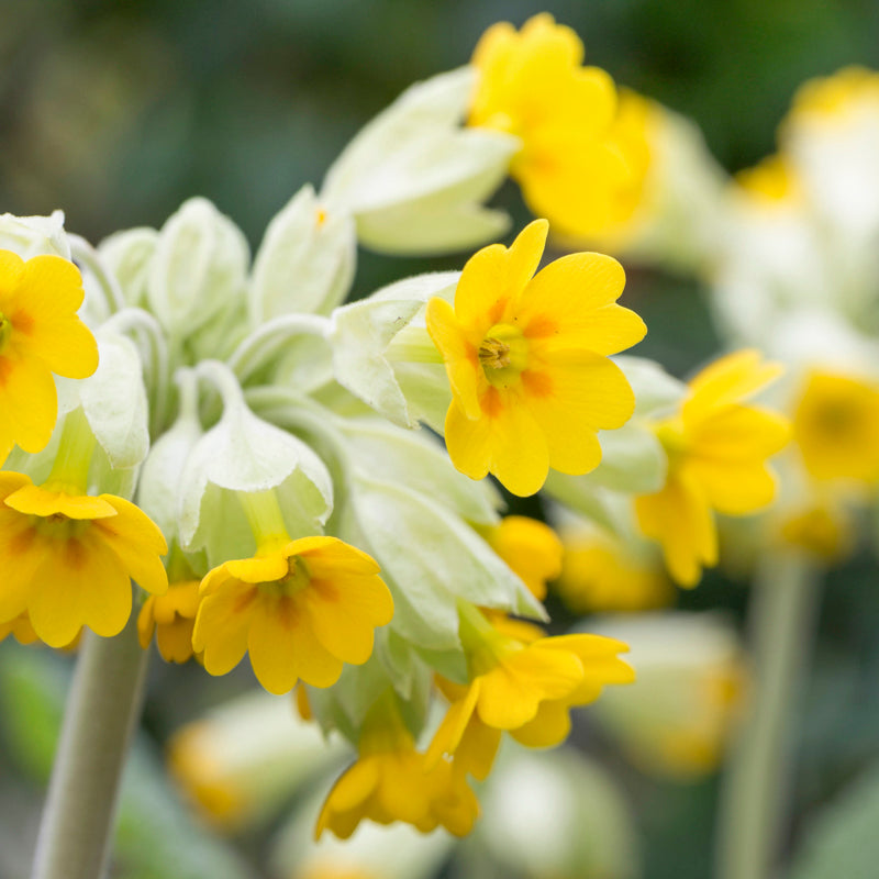 Primula Veris - Cowslip Seeds