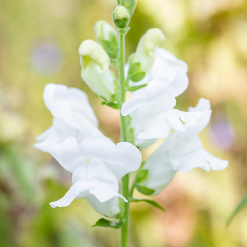 Antirrhinum white Admiral Seeds