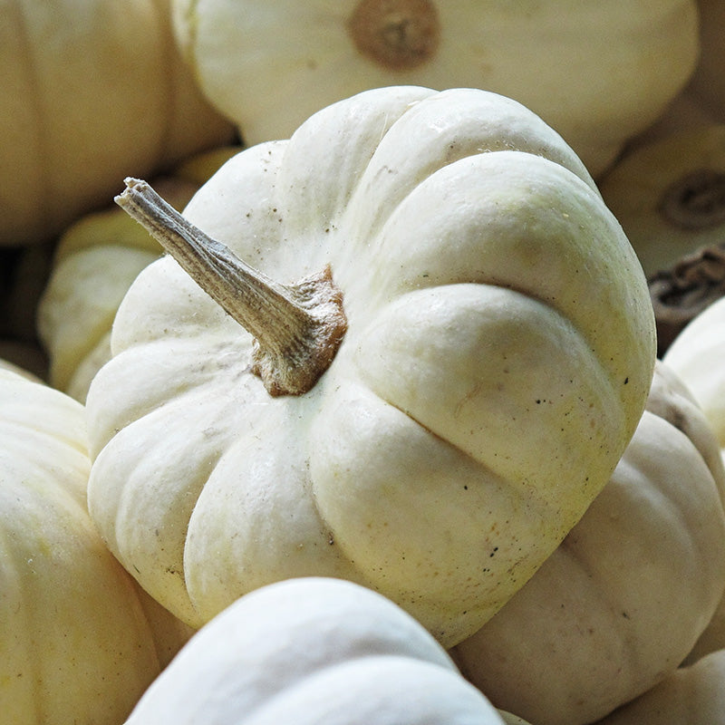 Pumpkin baby Boo Seeds