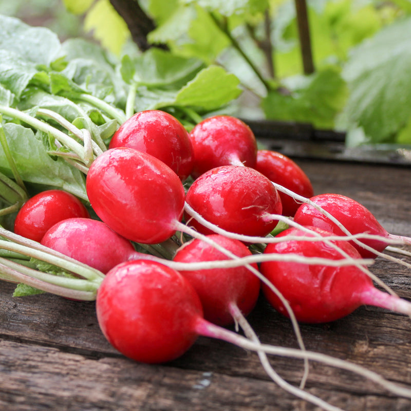 Radish cherry Belle Seeds