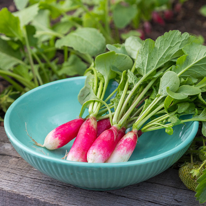 Radish french Breakfast Seeds