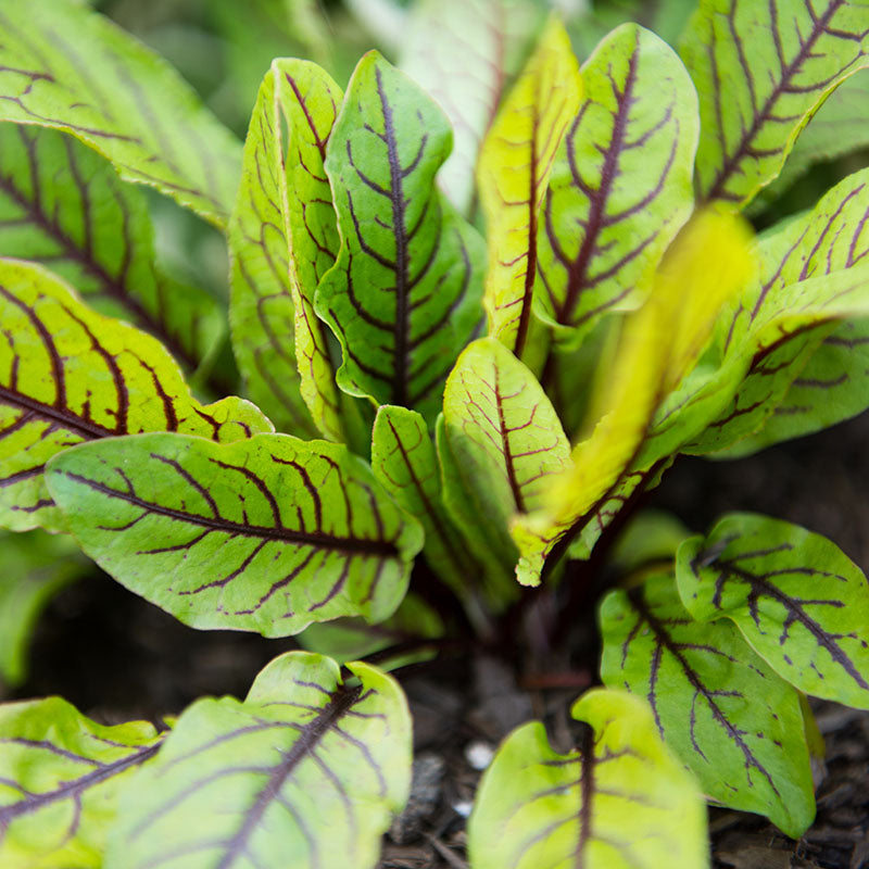 Red-veined Sorrel Seeds