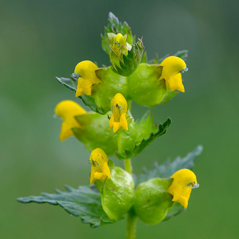 Rhinanthus Minor (yellow Rattle) Seeds