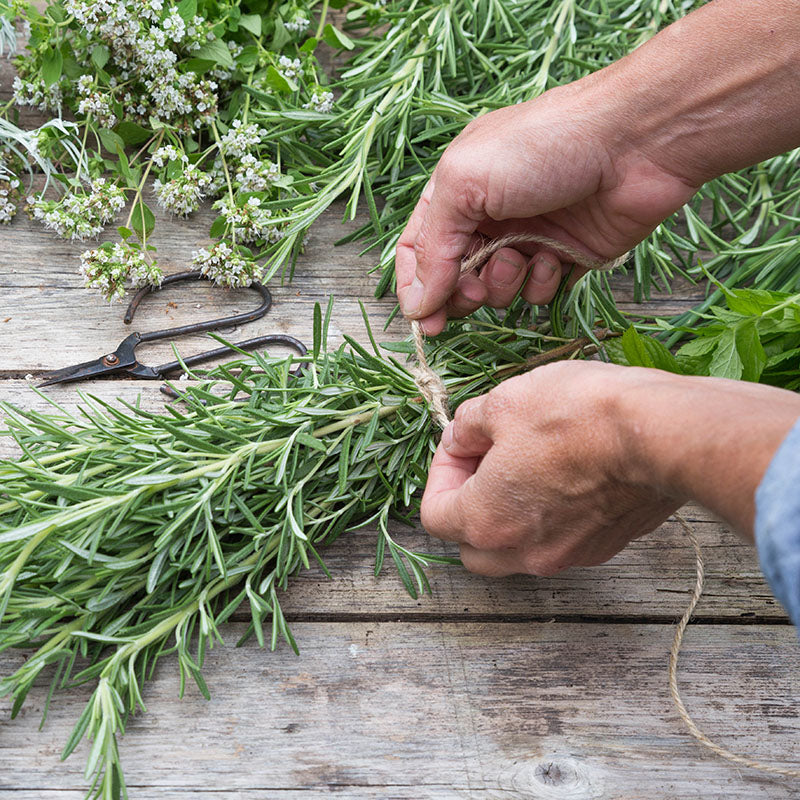 Rosemary Seeds