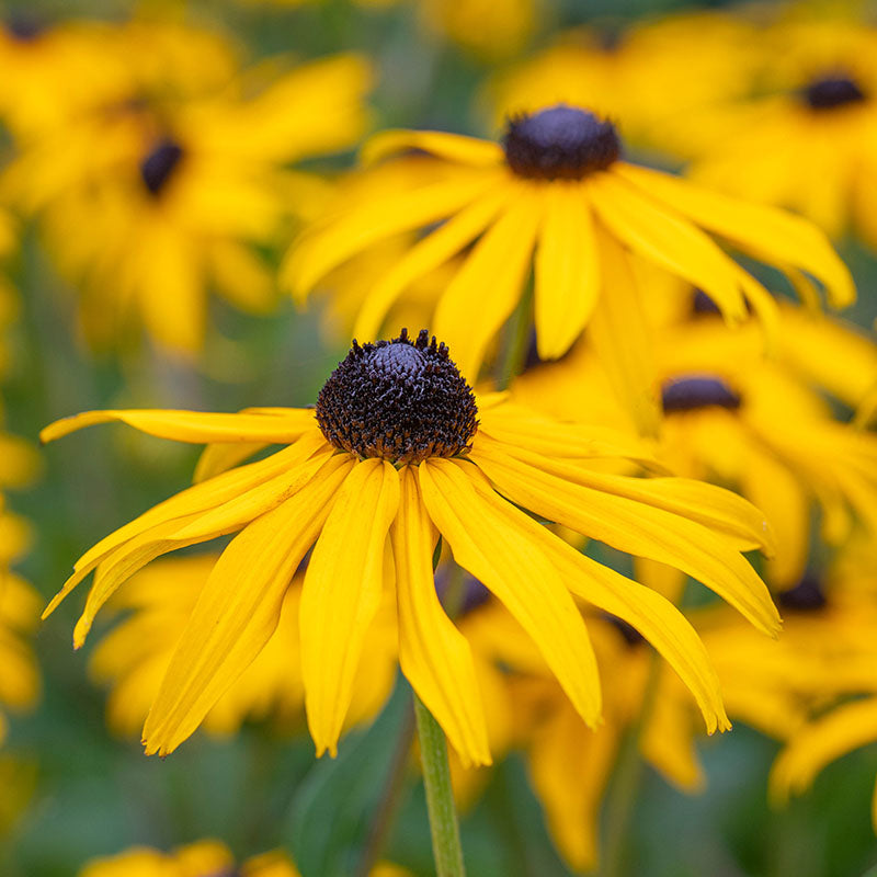 Rudbeckia Fulgida goldsturm Seeds