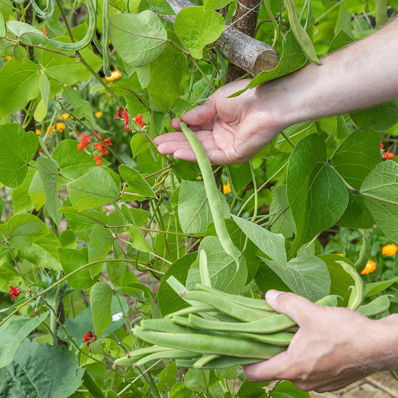 Runner Bean polestar Seeds