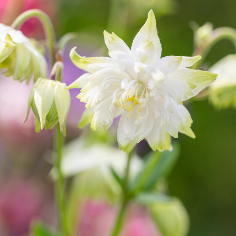 Aquilegia lime Sorbet Seeds