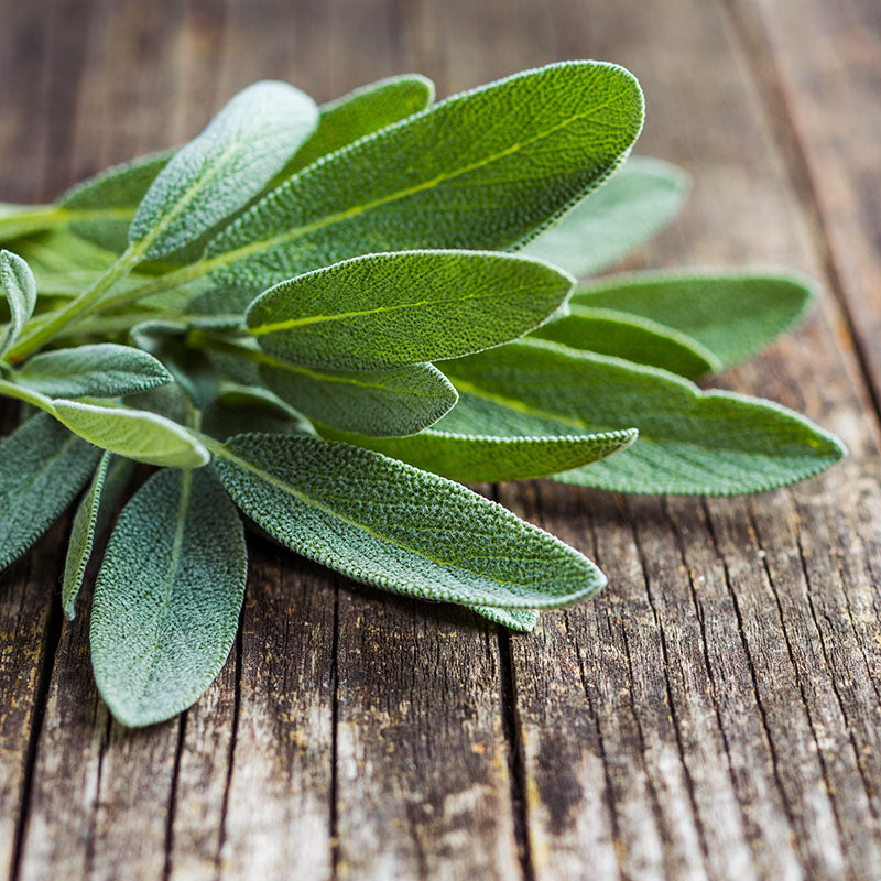 Sage Seeds