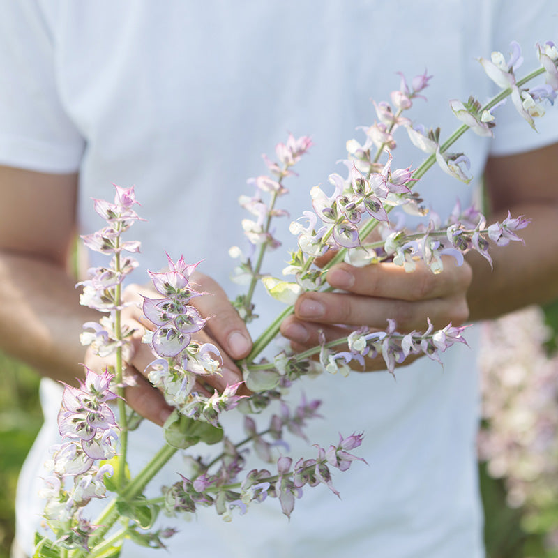 Salvia Sclarea - Clary Sage Seeds