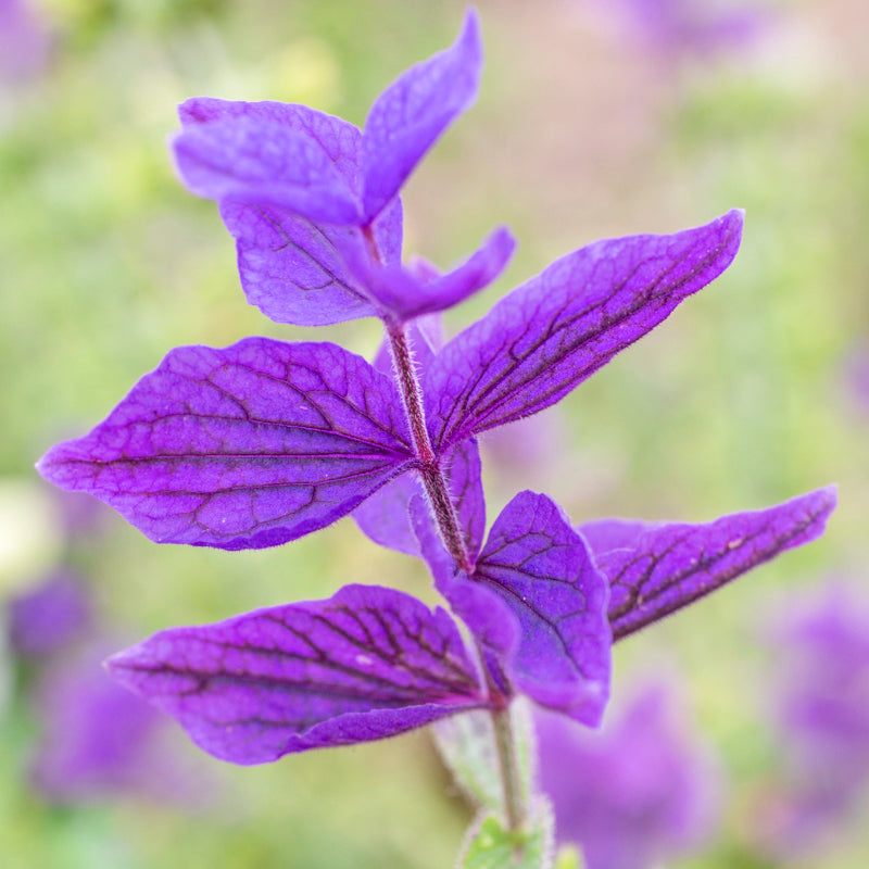 Salvia Viridis blue Monday Seeds