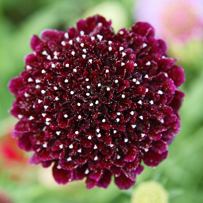 Scabiosa Atropurpurea black Knight Seeds