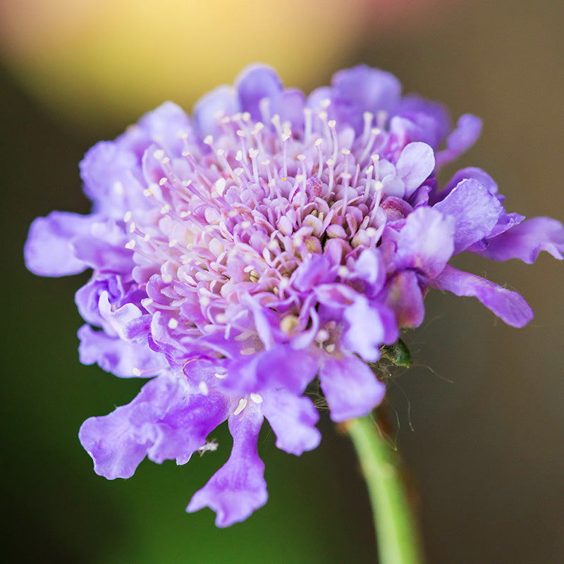 Scabiosa Atropurpurea tall Double Lavender Blue Seeds