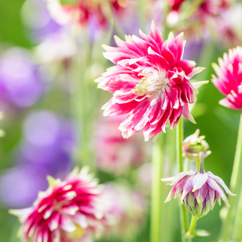 Aquilegia nora Barlow Seeds