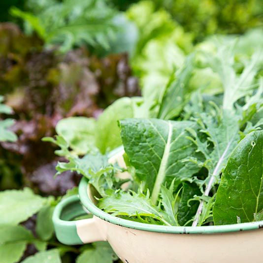 Spicy Salad Leaves (mixed) Seeds