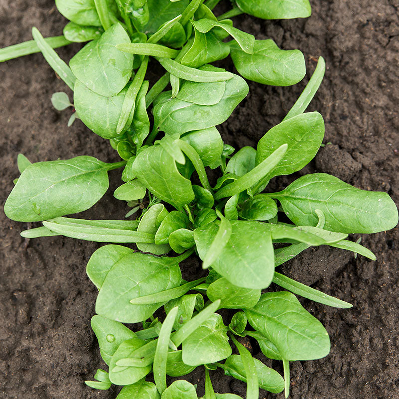 Spinach medania Seeds
