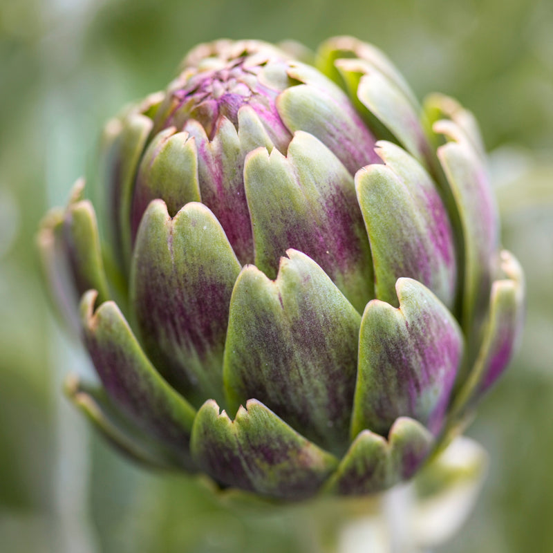 Artichoke violet De Provence Seeds