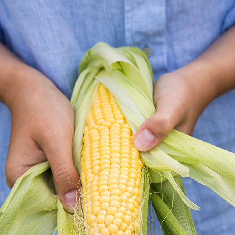 Sweetcorn early Bird Seeds